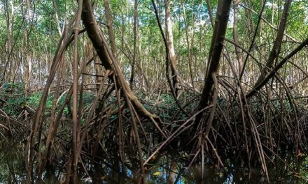 Restauration des milieux humides d’outre-mer : sept projets sélectionnés par l’OFB