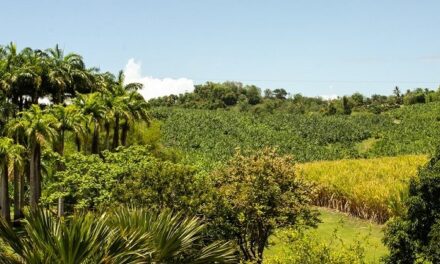 Stockage du carbone : les sols ultramarins plus efficaces que ceux de l’Hexagone ?