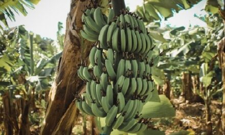 État des lieux de l’agriculture aux Antilles-Guyane