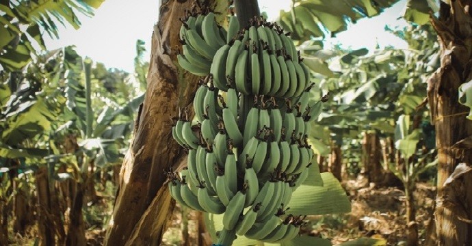 État des lieux de l’agriculture aux Antilles-Guyane