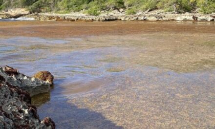 Arrivages massifs de sargasses : quels moyens pour lutter ?