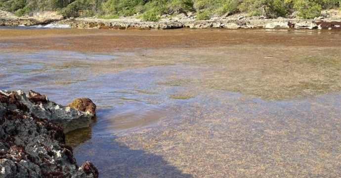 Arrivages massifs de sargasses : quels moyens pour lutter ?