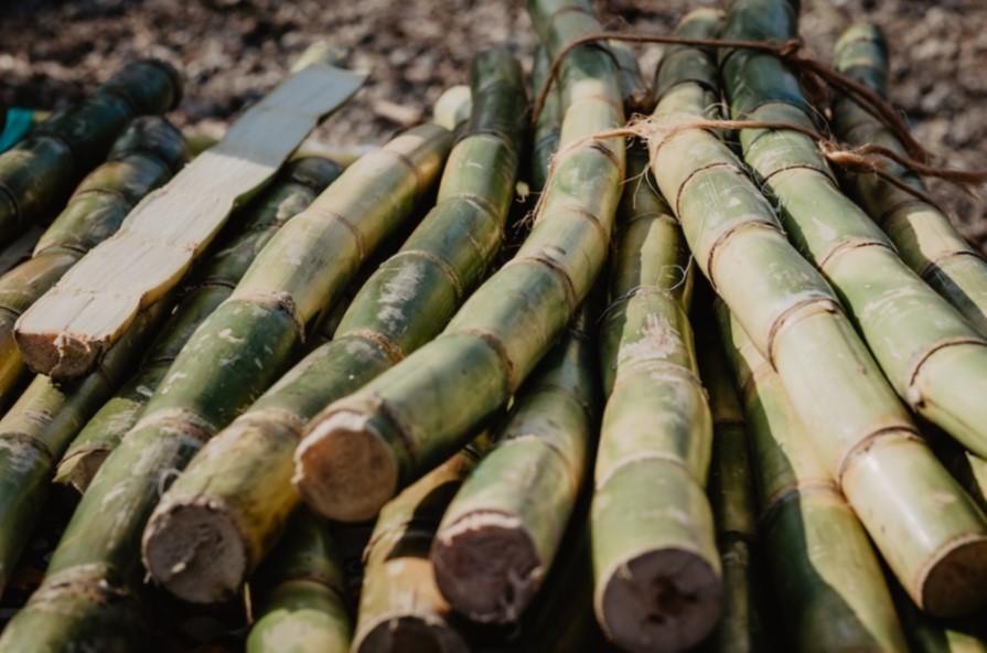 Revalorisation de la tonne de canne : la campagne sucrière 2023 lancée après de longues négociations