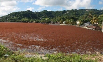 Les sargasses, un acteur “irréfutable” de la corrosion des métaux