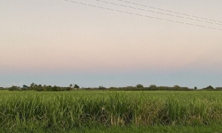 Foncier agricole : une « reconquête » nécessaire pour atteindre la souveraineté alimentaire