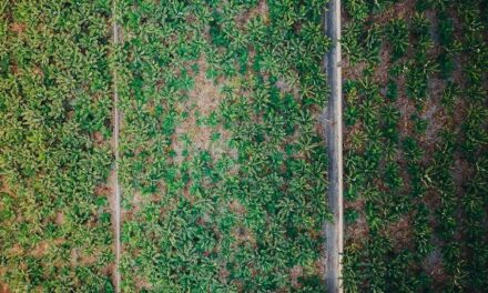 Les subventions à l’agriculture et à la pêche Outre-mer critiquées par la Cour des comptes