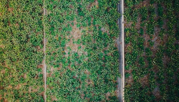 Les subventions à l’agriculture et à la pêche Outre-mer critiquées par la Cour des comptes