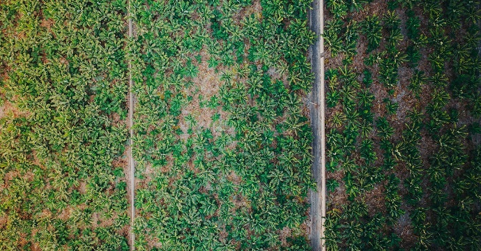 Les subventions à l’agriculture et à la pêche Outre-mer critiquées par la Cour des comptes