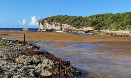 Échouages de sargasses : les seuils d’alerte dépassés dans plusieurs communes