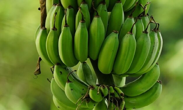 Maintien du POSEI Banane 2025 : un soulagement pour la filière