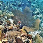 Récifs coralliens caribéens, la Guadeloupe au cœur d’un constat alarmant