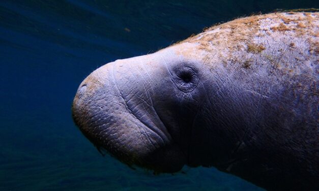 Décès du lamantin Taicaraya au Moule