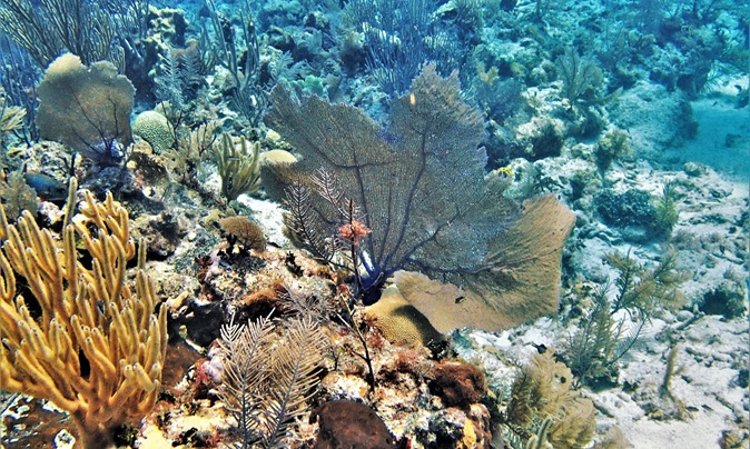 Récifs coralliens caribéens, la Guadeloupe au cœur d’un constat alarmant