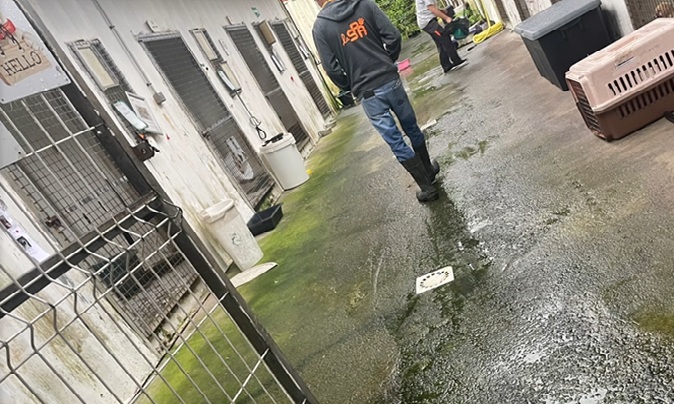 Errance animale : un défi sanitaire, économique et environnemental