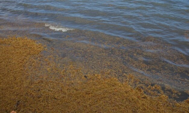 Sargasses : un plan national jugé utile mais encore inabouti