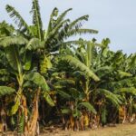Chlordécone : une contamination alimentaire mieux maîtrisée en Guadeloupe