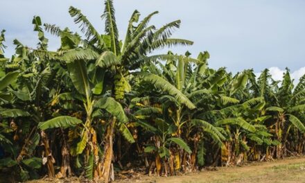 Chlordécone : une contamination alimentaire mieux maîtrisée en Guadeloupe