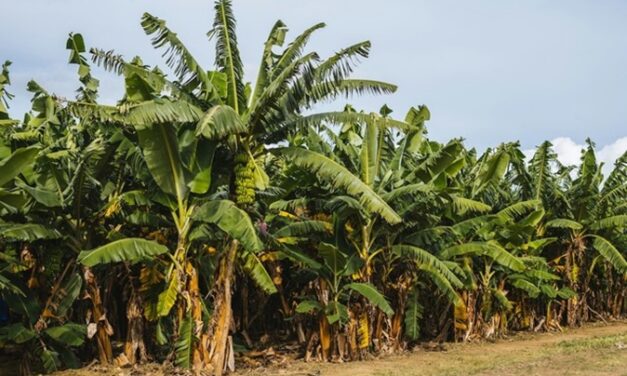 Chlordécone : une contamination alimentaire mieux maîtrisée en Guadeloupe