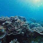 L’IFRECOR définit un plan d’action pour tenter de sauver les coraux de Guadeloupe