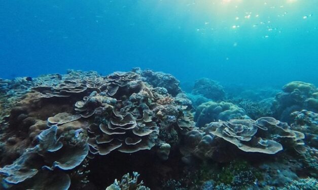 L’IFRECOR définit un plan d’action pour tenter de sauver les coraux de Guadeloupe