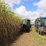 Sécheresse : la canne guadeloupéenne redoute déjà une nouvelle mauvaise récolte