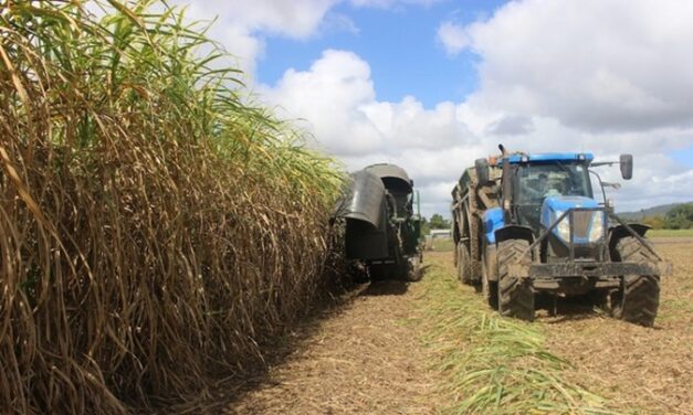 Sécheresse : la canne guadeloupéenne redoute déjà une nouvelle mauvaise récolte