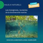 Mangroves : les nurseries naturelles du littoral guadeloupéen