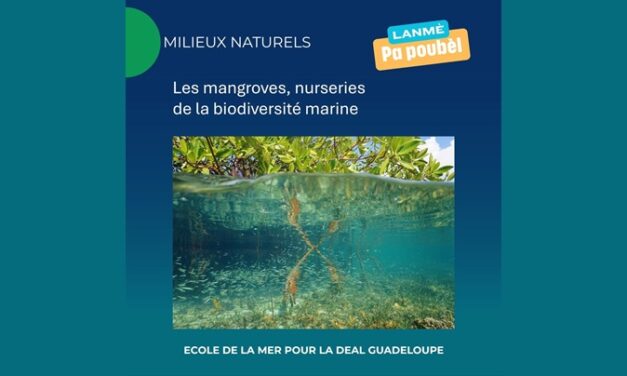 Mangroves : les nurseries naturelles du littoral guadeloupéen